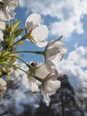 Japanischen Säulenkirsche (Prunus serrulata) von Jan Eglinger