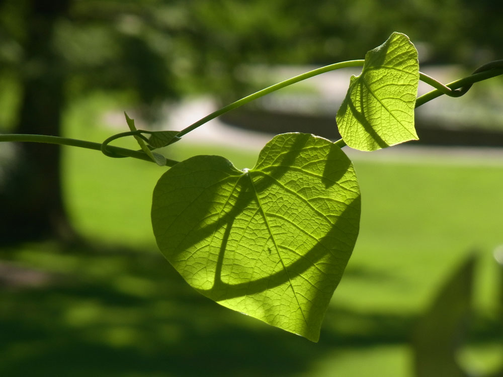 Herz für den Botanischen Garten