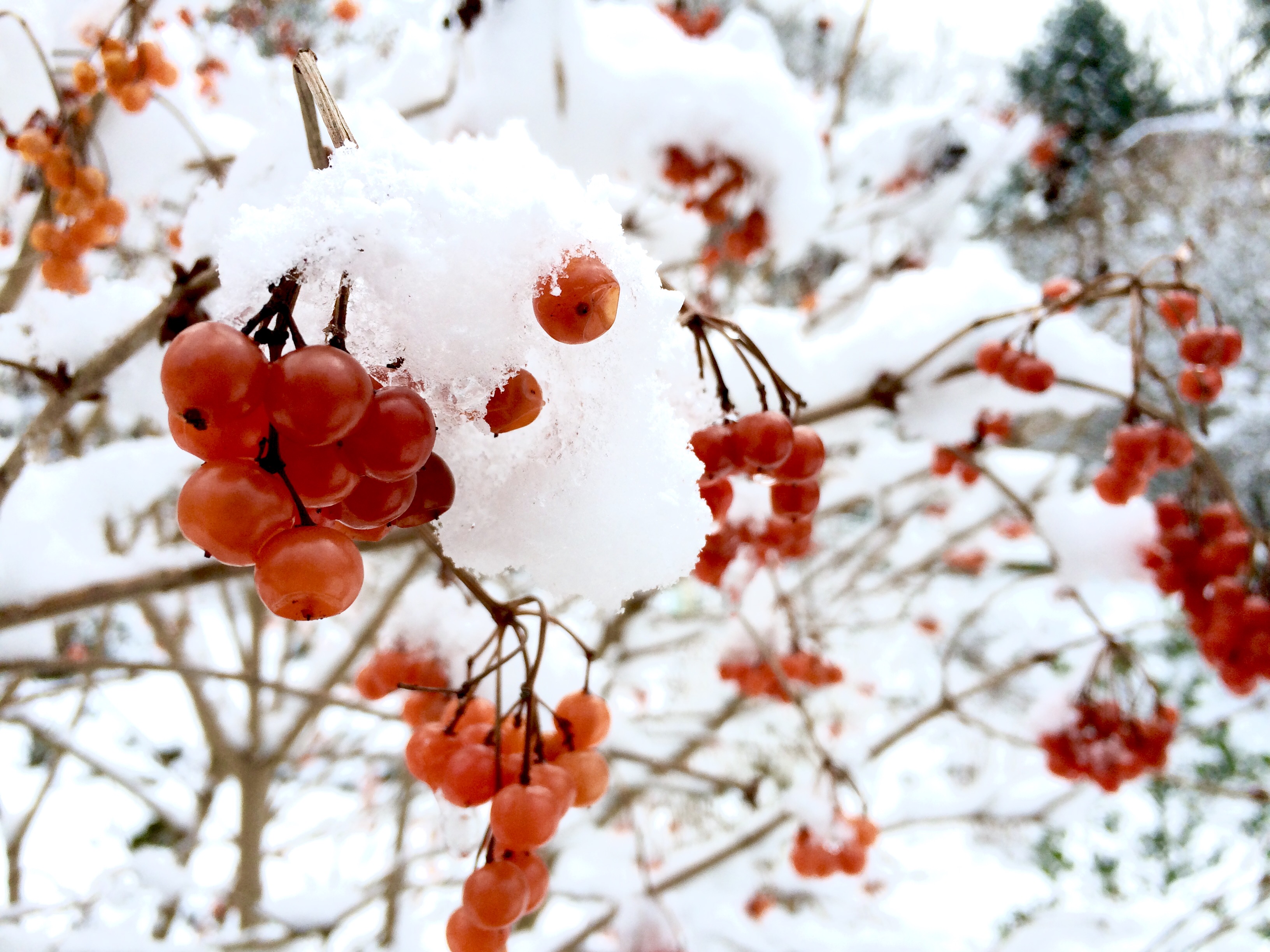 Beeren im Schnee