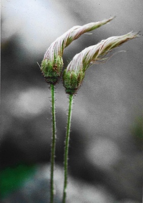 Ein schönes paar "Dryas", Barbara Wollschläger