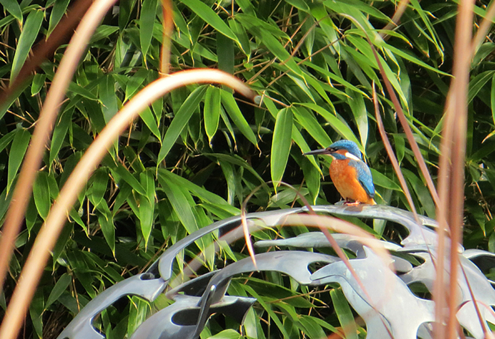 Eisvogel im Botanischen Garten