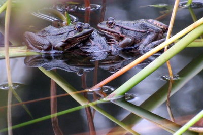 Frösche im Teich