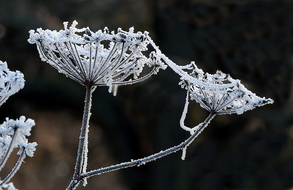 Frost im Botanischen Garten Frost im Botanischen Garten