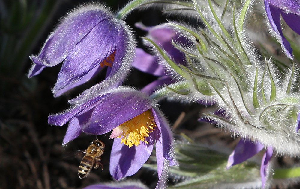 Küchenschelle April 2018