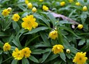 (lat.)Anemone ranunculoides L.,
Staude aus der Familie der Ranunculaceae. Kulturform.