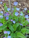 Staude aus der Familie der Boraginaceae. Vorkommen in Europa, Türkei, West-Kaukasus.