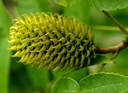 Gehölz aus der Familie der Juglandaceae. Vorkommen in China, Korea, Japan und Taiwan.