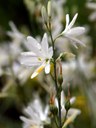 Staude aus der Familie der Anthericaceae. Herkunft Europa, Türkei.