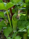 Staude aus der Familie der Araceae. Herkunft Asien, Nordchina, Amur, Korea, Japan.