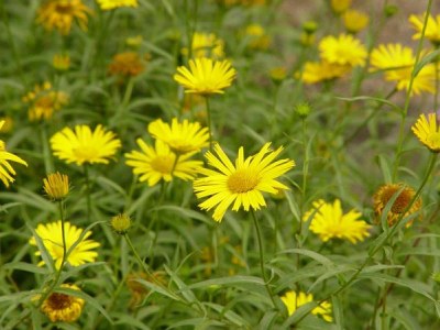 Buphthalmum salicifolium L., Weidenblättriges Ochsenauge