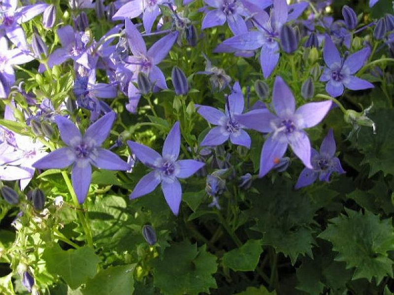 Campanula garganica TEN., Monte-Gargano-Glockenblume