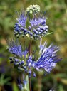 Gehölz aus der Familie der Verbenaceae. Kulturform.