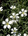 Staude aus der Familie der Caryophyllaceae. Herkunft Osteuropa, Krim.