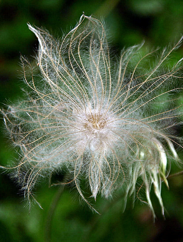Dryas octopetala L., Silberwurz