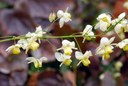 Staude aus der Familie der Berberidaceae. Heimisch in Europa.