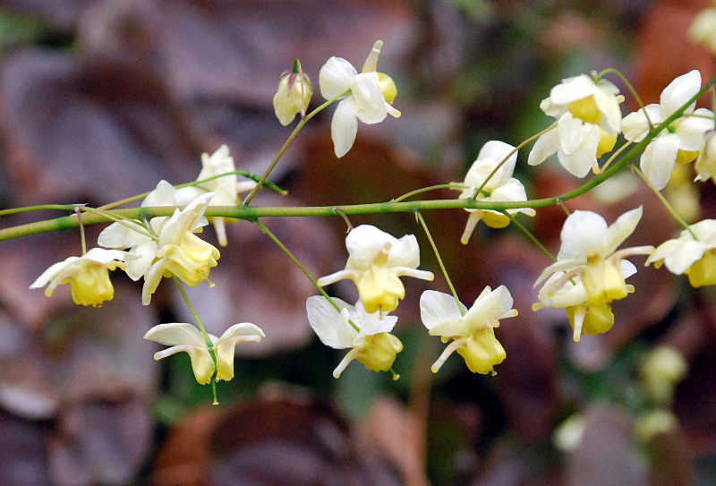 Epimedium alpinum L., Alpen-Elfenblume