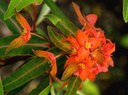 Staude aus der Familie der Euphorbiaceae. Herkunft Butan und Süd-Tibet.