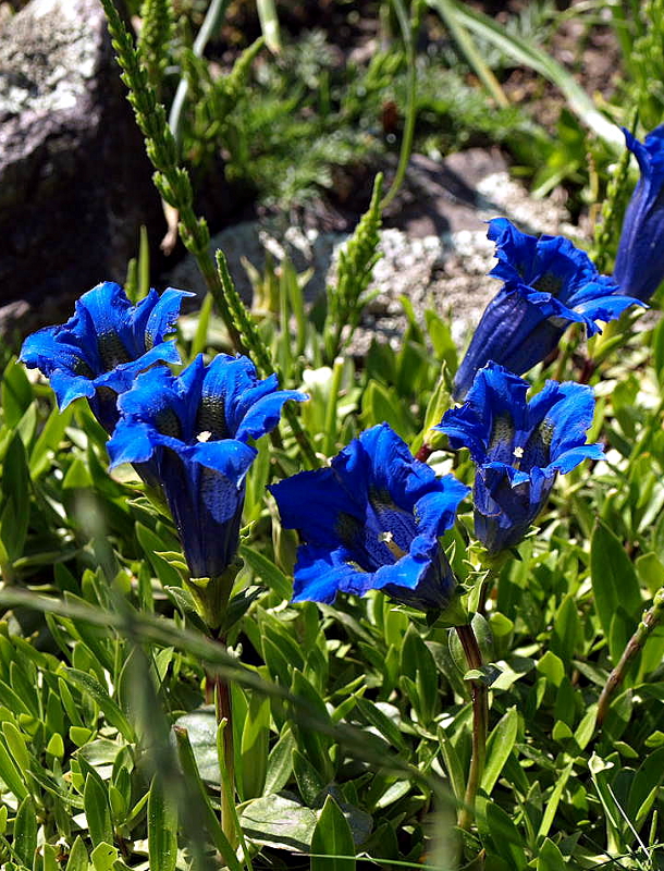 Gentiana acaulis L., Kochs Enzian