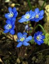 Staude aus der Familie der Ranunculaceae. Herkunft Europa und Ost-Asien.