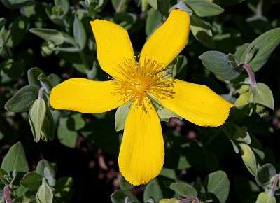 Hypericum cerastoides N.K.B. Robson, Johanniskraut