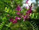 Gehölz aus der Familie der Fabaceae. Herkunft Himalaya.