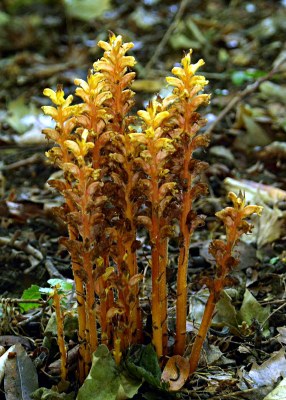 Orobanche caryophyllacea SM., Nelken-Sommerwurz