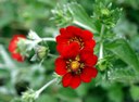 Staude aus der Familie der Rosaceae. Herkunft Asien, China, Nepal.