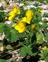 Staude aus der Familie der Rosaceae. Herkunft Ostasien, Japan.