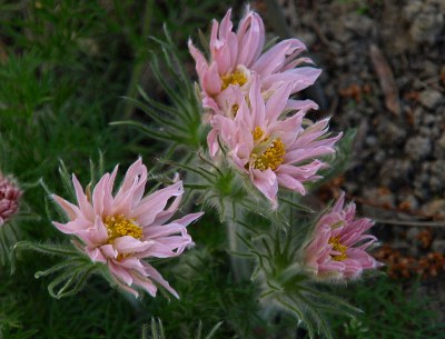 Pulsatilla vulgaris  'Papageno', Küchenschelle