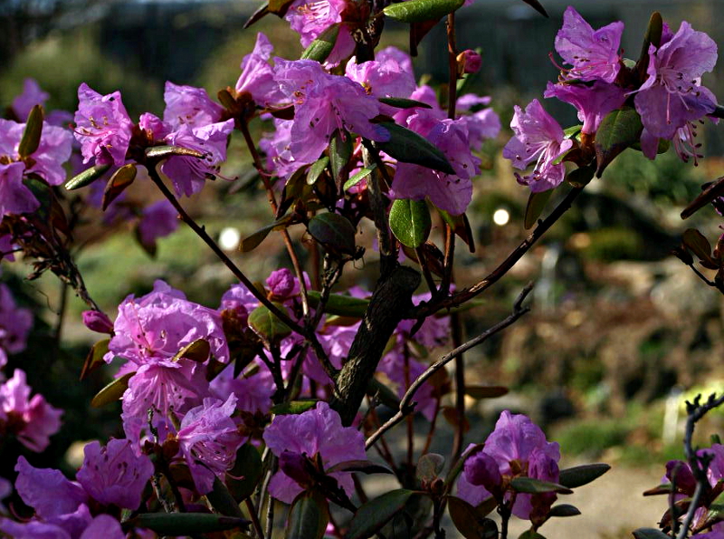 Rhododendron dauricum L., Dahurischer Rhododendron