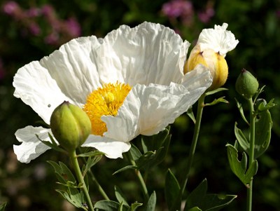 Romneya coulteri HARV., Kalifornischer Baummohn