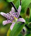 Staude aus der Familie der Calochortaceae. Herkunft Ostasien, Japan.