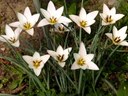 Staude aus der Familie der Liliaceae. Herkunft Westasien und Iran.