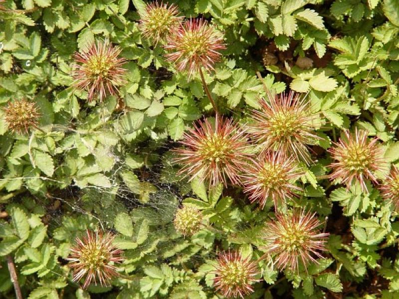 Acaena anserinifolia (J.R.Forst. et G.Forst.) Duce, Stachelnüsschen