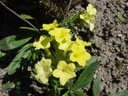 Arnebia pulchra (Willd. ex Roem. et Schult.) J.R. Edm., Prophetenblume