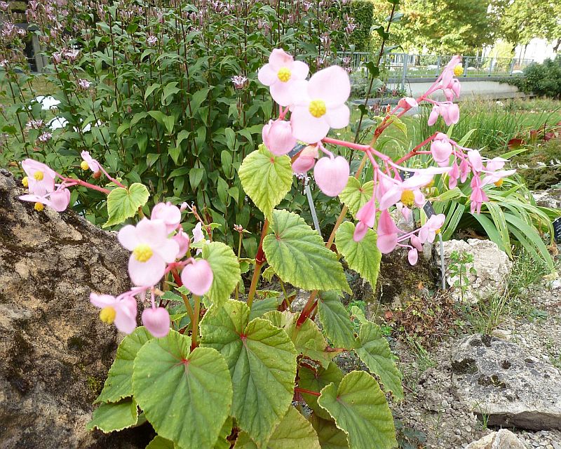 Begonia grandis Dryand., Winterharte Begonie