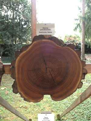 Robinia pseudoacacia L., Robinie, Gewöhnliche Scheinakazie