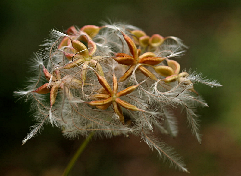 Clematis flammula L., Brennende Waldrebe