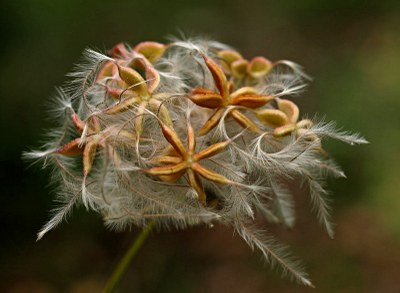 Clematis flammula L., Brennende Waldrebe