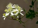 Gehölz aus der Familie der Ranunculaceae. Vorkommen in Südeuropa, Mittelasien und Nordwest-Afrika.