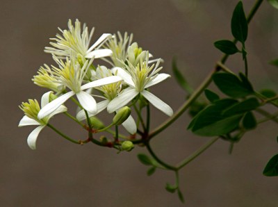 Clematis flammula L., Brennende Waldrebe