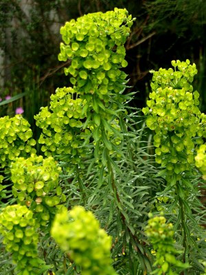 Euphorbia characias L., Mittelmeer-Wolfsmilch