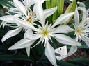 Pancratium illyricum L., Illyrische Pankrazlilie