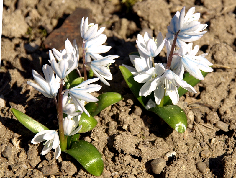 Scilla mischtschenkoana GROSSH., Mischtschenko-Blaustern