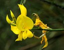 Gehölz aus der Familie der Fabaceae. Herkunft mediterran, Südwest-Europa, Kanarische Inseln.