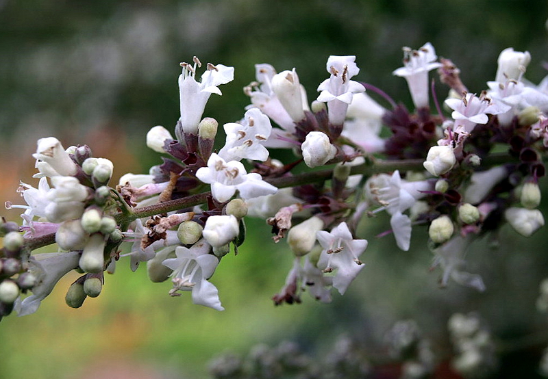 Vitex agnus-castus L., Mönchspfeffer weiß