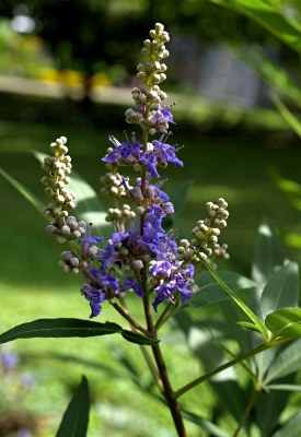 Vitex agnus-castus L., Mönchspfeffer blau