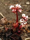 Staude aus der Familie der Saxifragaceae. Herkunft Asien, Himalaya.