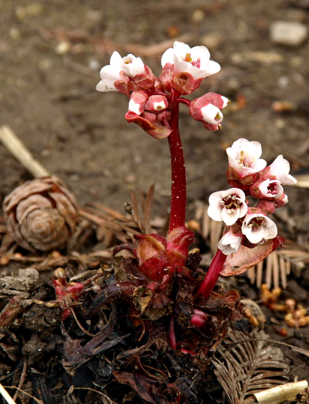 Bergenia ciliata STERNB., Kaschmir-Bergenie
