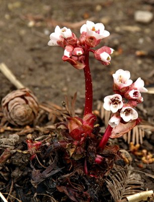 Bergenia ciliata STERNB., Kaschmir-Bergenie
